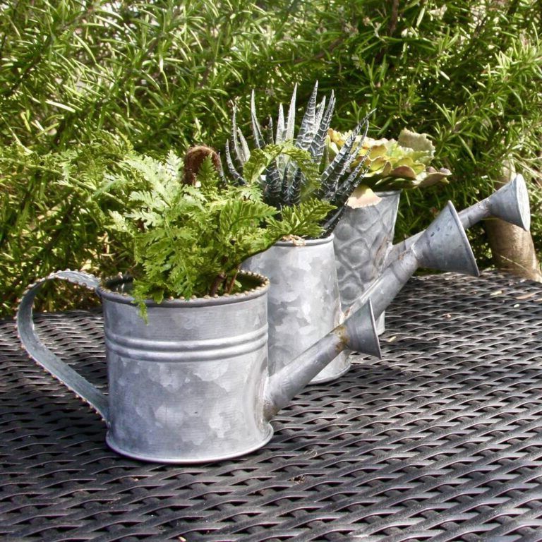 Pots made from watering cans