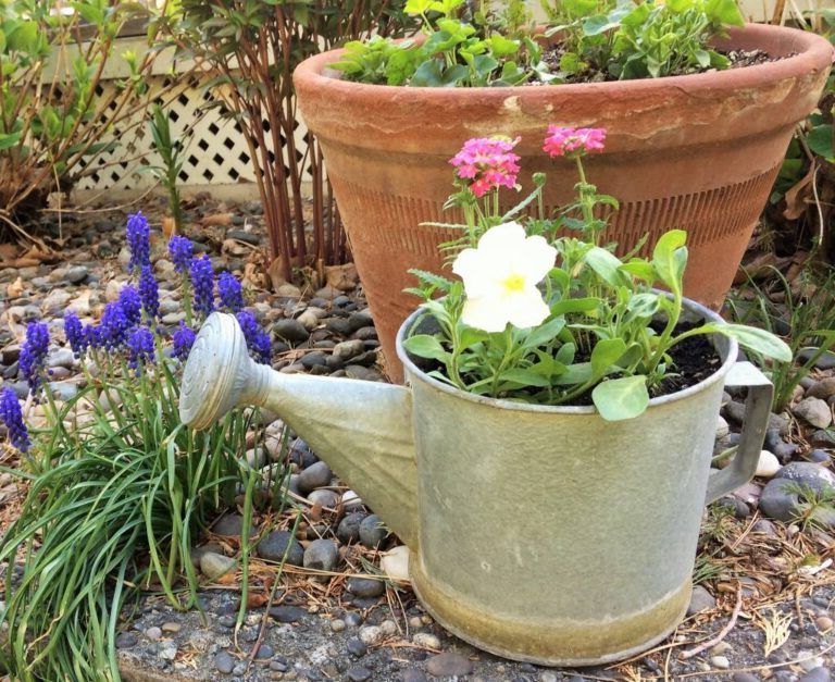 Pots made from watering cans