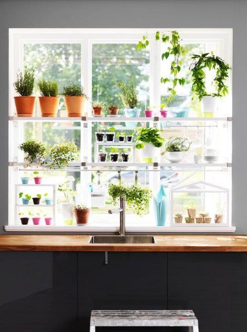 Aromatic plants in kitchen decoration