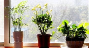 How to Choose and take care of Plants: 5 useful advices
