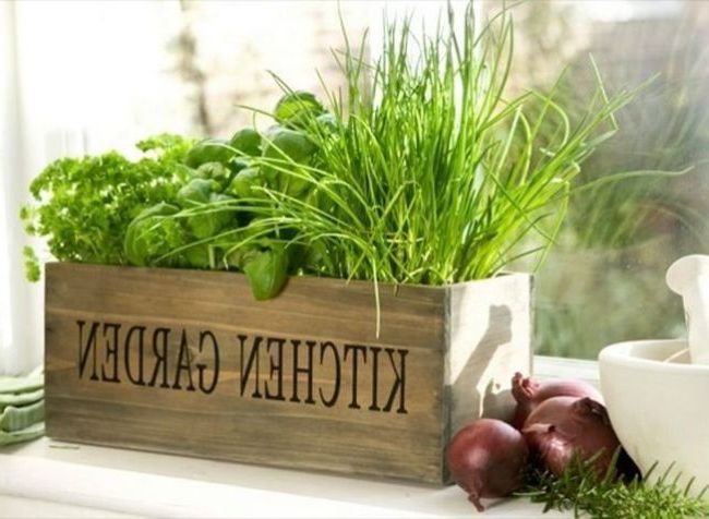 Aromatic plants in kitchen decoration