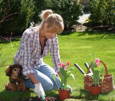 How to water a plant