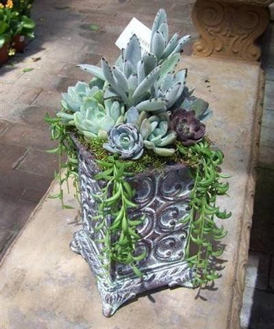 succulent plants