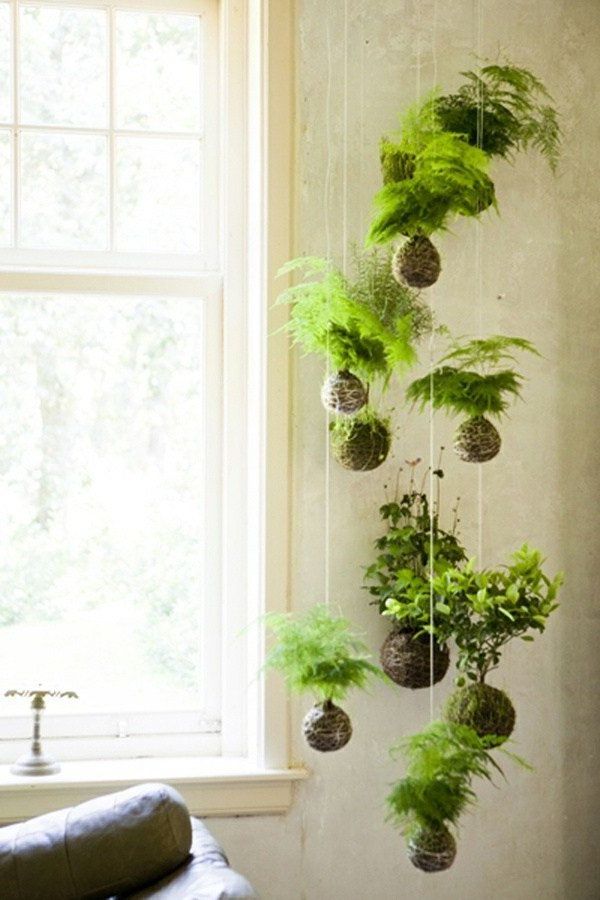 Decoration with hanging plants