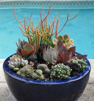 succulent plants