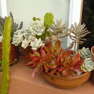 succulent plants