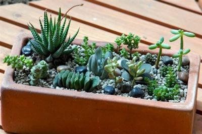 succulent plants