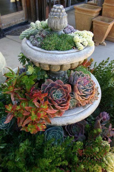 succulent plants