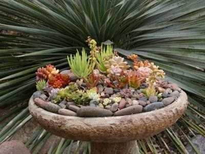 succulent plants