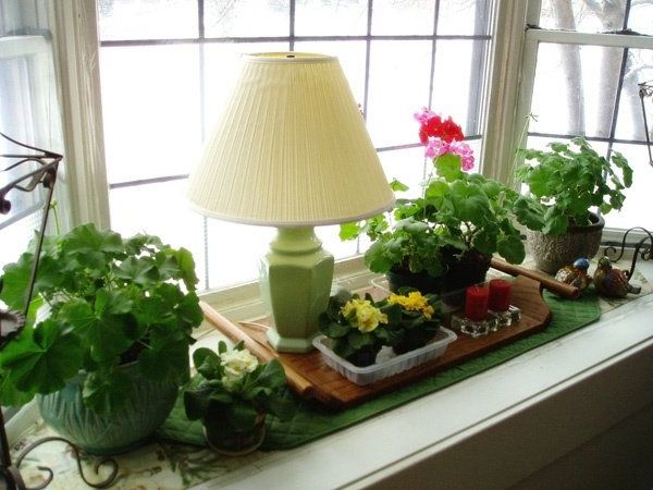 Decoration with plants in the windows