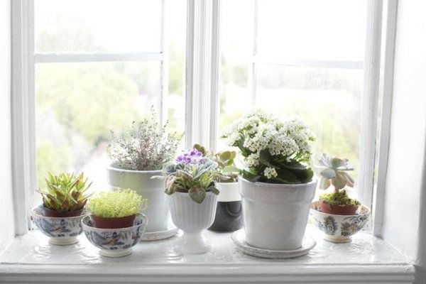 Decoration with plants in the windows