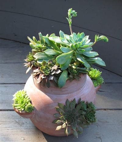 succulent plants