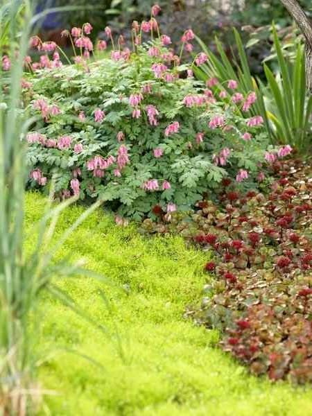 Plants in the decoration of gardens and patios