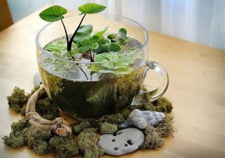 Small indoor water garden