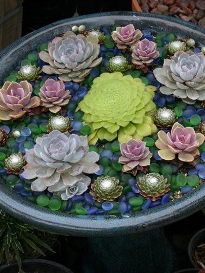 succulent plants