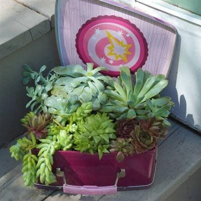 succulent plants