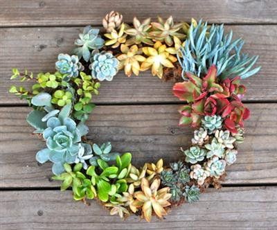 succulent plants