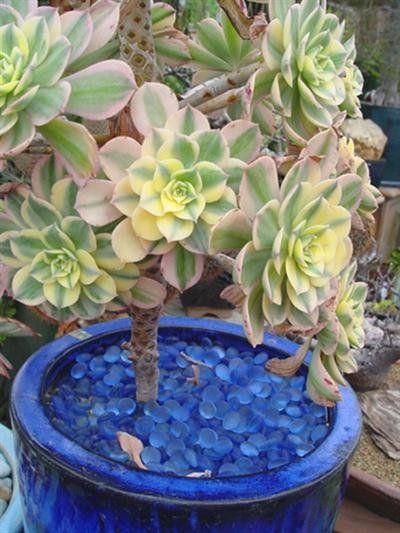 succulent plants