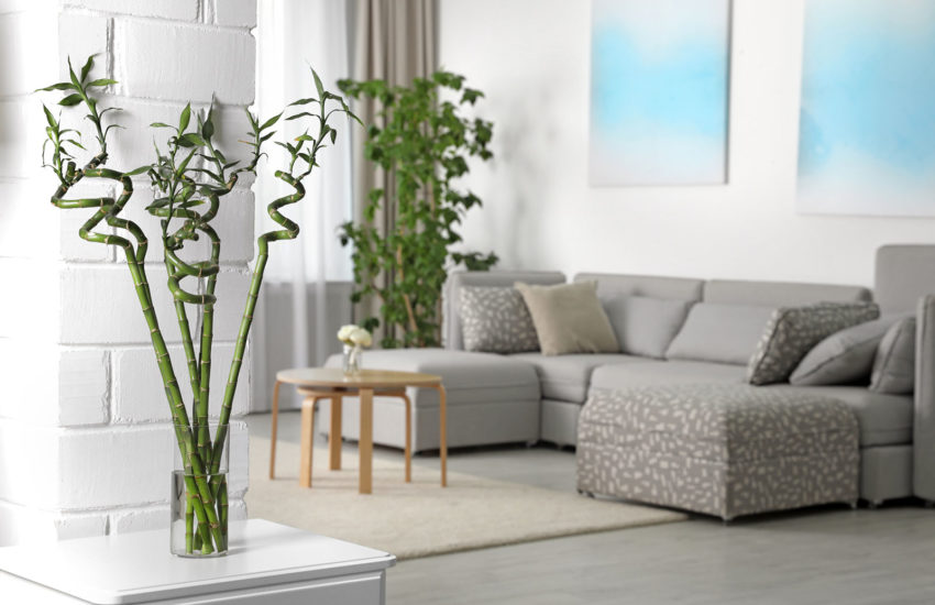 Lucky bamboo: fortune, health and good vibes in your home