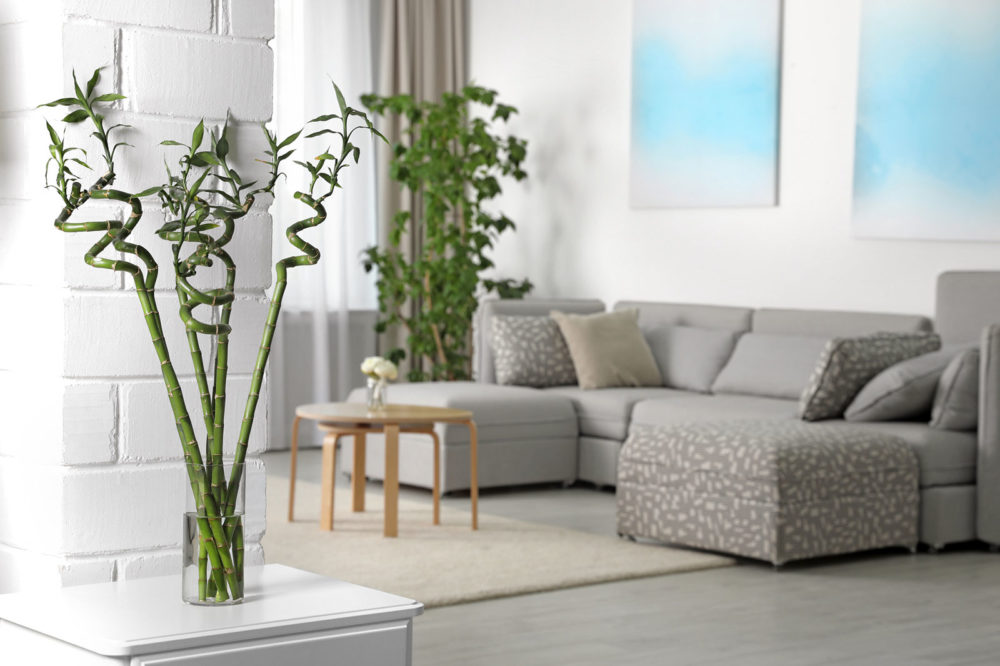 Lucky bamboo: fortune, health and good vibes in your home