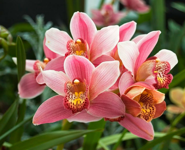 Cymbidium: one of the most beautiful and easy to grow orchids