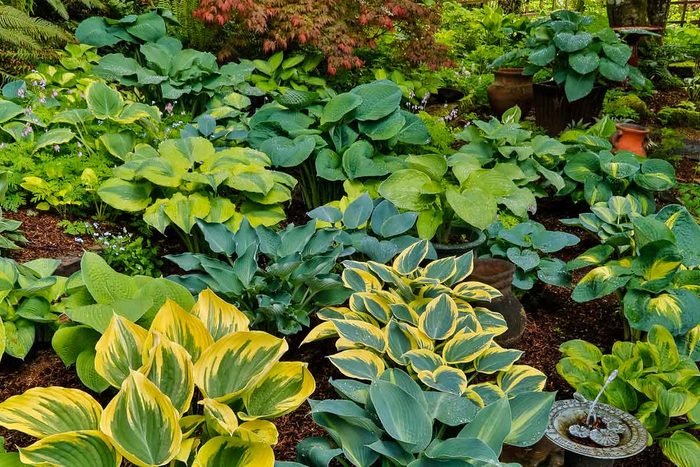 Hosta care rules