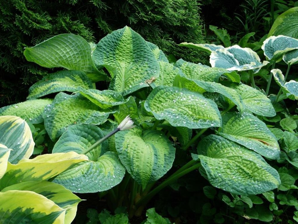 Feeding Hostas